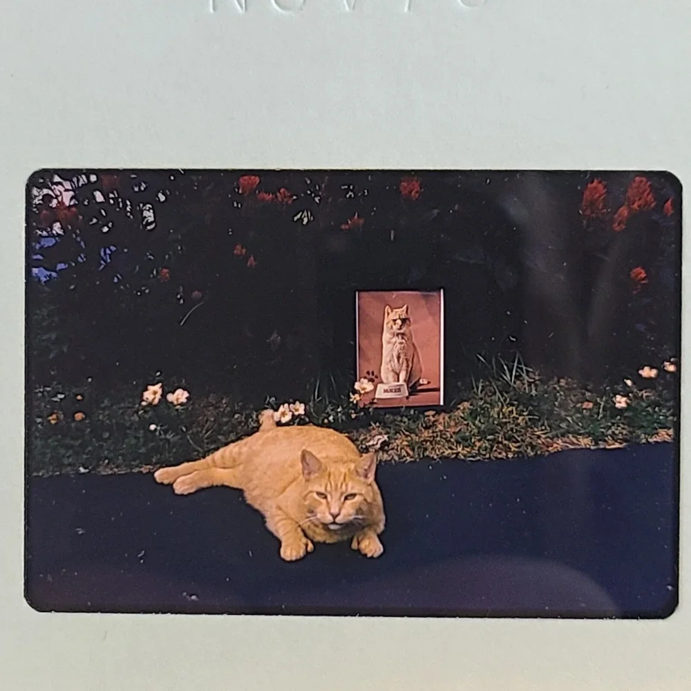 Lot of 29 Slides Various Cats‎ Photos 1959 Through 1973 Mixed Lot